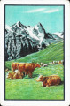 Cows in the mountains