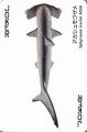 Kushimoto-Marine-Park-fishes-joker-b-blue