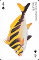 Kushimoto-Marine-Park-fishes-spades-4