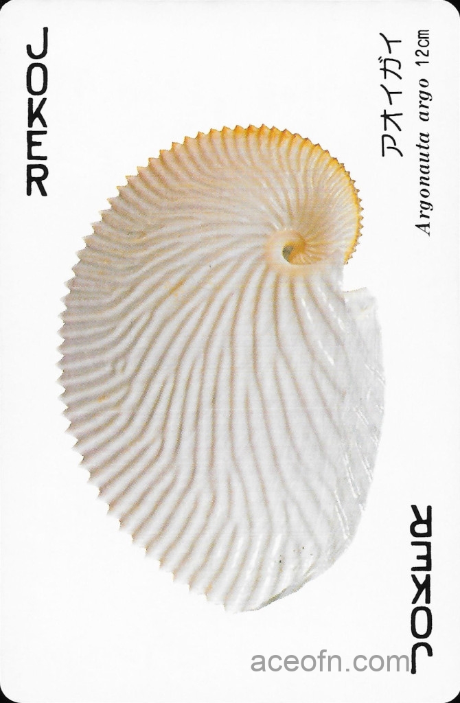 Kushimoto-Marine-Park-shells-joker-b